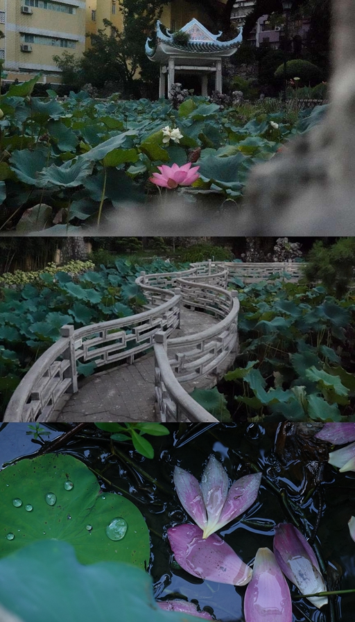 盧廉若公園。人民網(wǎng) 唐佳 攝
