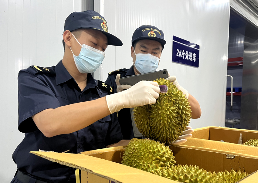 磨憨鐵路口岸綜合性指定監(jiān)管場地水果查驗區(qū)內(nèi)，海關(guān)關(guān)員正在查驗進口榴蓮。勐臘海關(guān)供圖