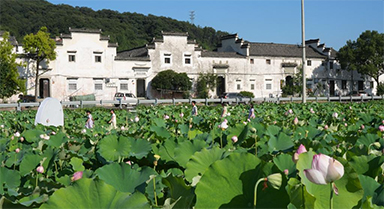 賞荷經(jīng)濟(jì)帶動(dòng)鄉(xiāng)村游