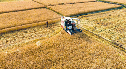 山西左權(quán)：水稻喜獲豐收