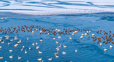 甘肅張掖：天鵝舞翩躚